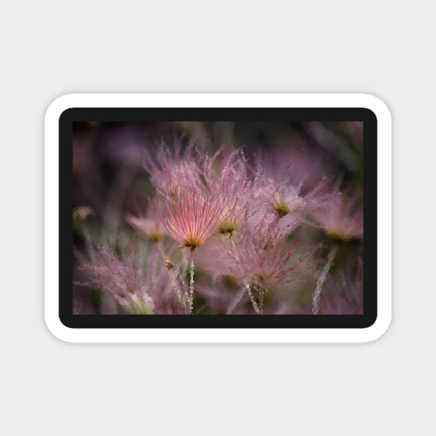 "Iced Pink" ~ Apache Plume Magnet by VKPelham