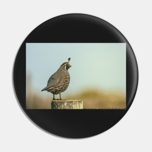 California Quail Pin