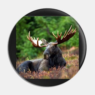 Moose Resting Pin