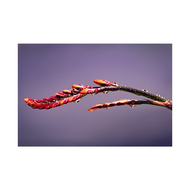 Close-up of crocosmia buds by blossomcophoto