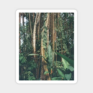 Jungle Serenity - Tropical Foliage Film Photo Art Magnet