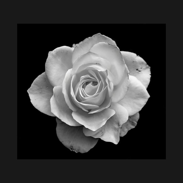 White Rose in Black and White by briankphoto