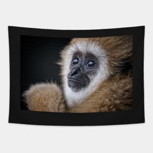 Young Gibbon with beautiful eyes Tapestry