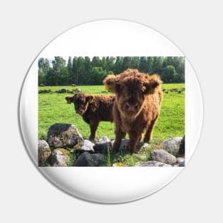 Scottish Highland Cattle Calves 1768 Pin