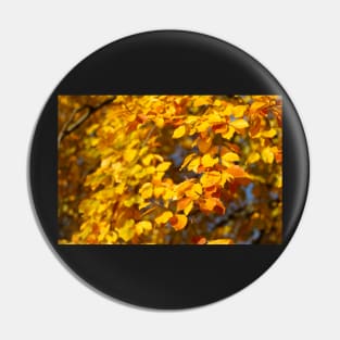Autumn leaves, leaf color, beech, tree Pin