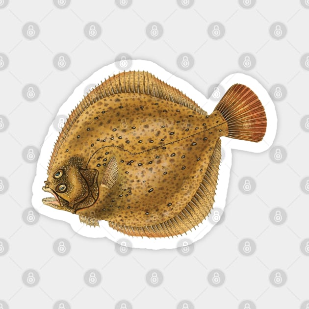 Turbot (Scophthalmus maximus) - flatfish scientific illustration. Magnet by Luggnagg