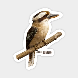 Laughing Kookaburra Magnet