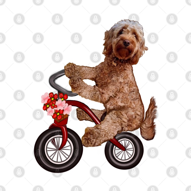 Cavapoo puppy dog on a tricycle bicycle - cavalier King Charles spaniel poodle cycling. puppy love by Artonmytee