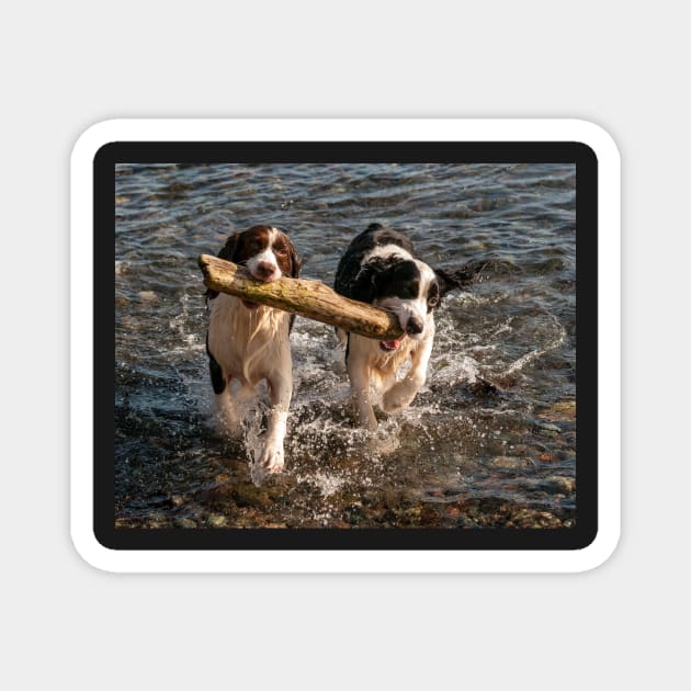 Springer Spaniels Working Together Magnet by naturediver