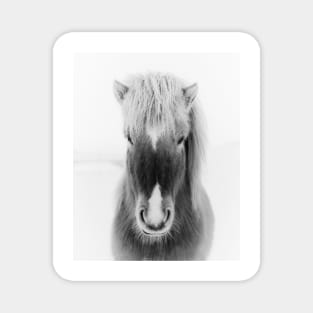 Icelandic Horse Portrait, black and white Magnet