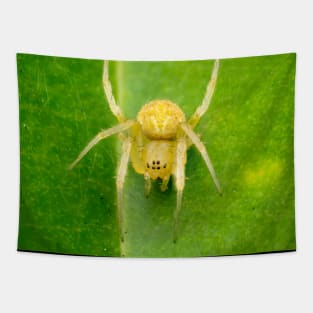 A yellow spider, maybe an orb-weaver? Tapestry