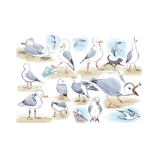 Seagull studies by Midsea 