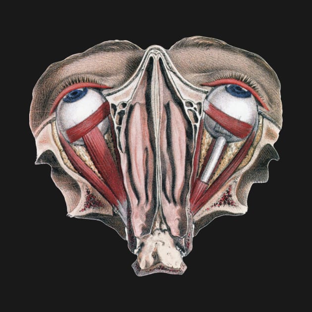 Vintage Science, Human Anatomy Eyeballs by MasterpieceCafe