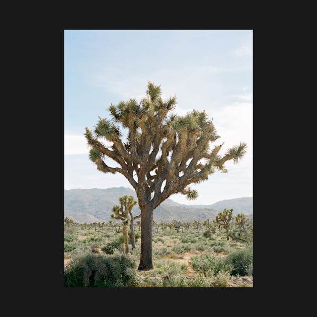 Joshua Tree by TBM77