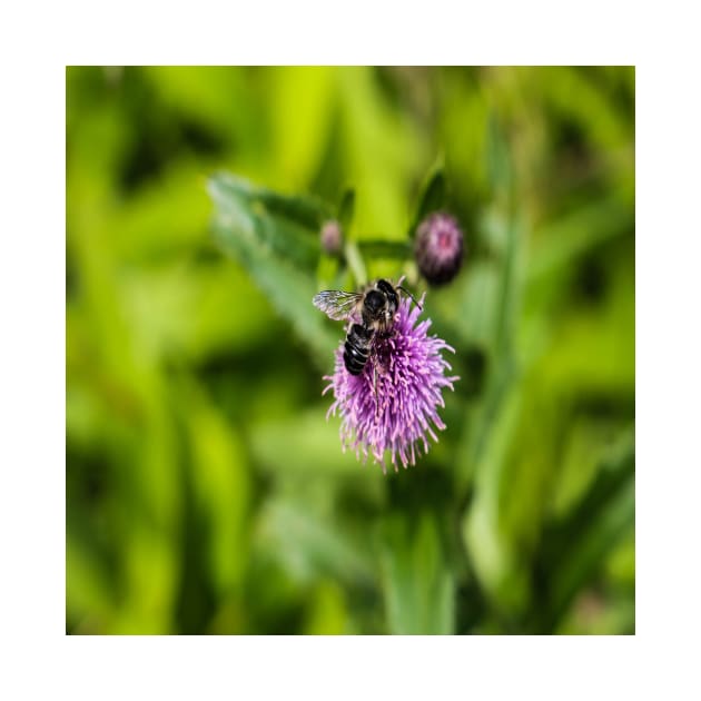 A Bee on a Purple Flower by Seven Mustard Seeds
