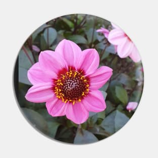 Blue Bayou Anemone Dahlia Pin