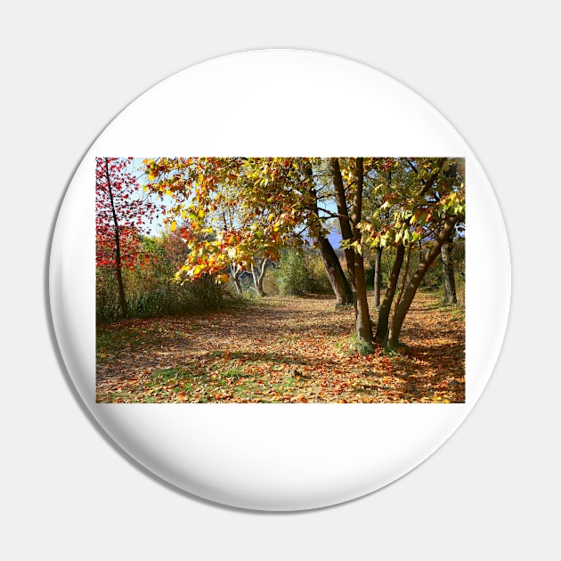 Autumnal trees Pin by annalisa56