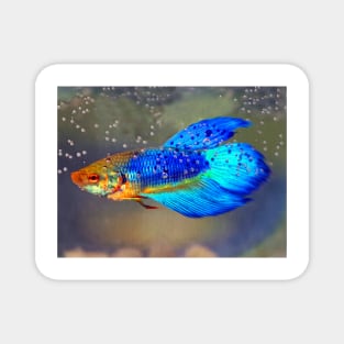 Siamese Fighting Fish Magnet