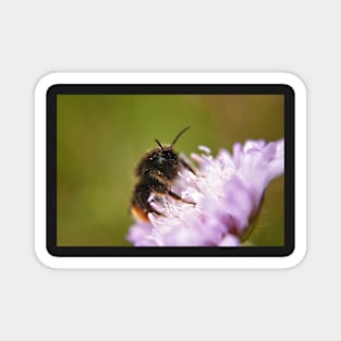 Pollen Covered Bee macro Magnet