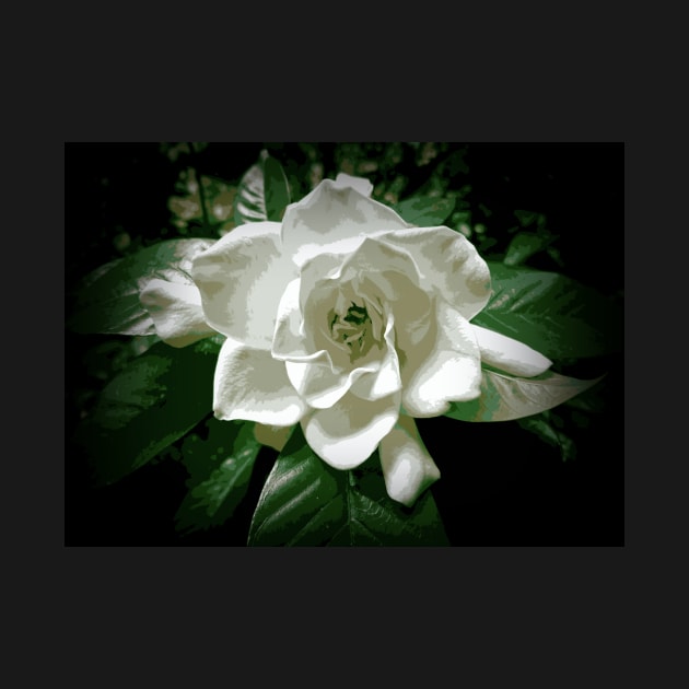 White Gardenia In The Shadows by PhotoArts