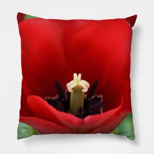 Tulip Pillow