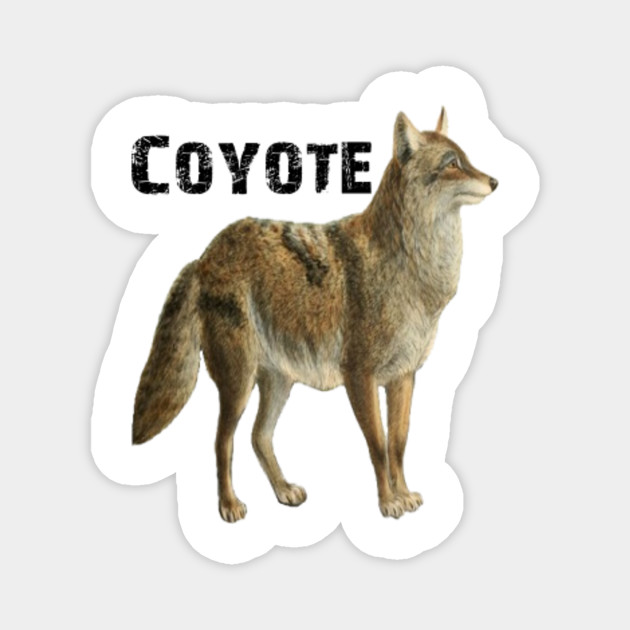 Coyote Size Chart