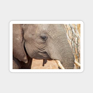 African Elephant's Eye View Close Up Magnet