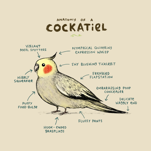 Cockatiel Color Chart