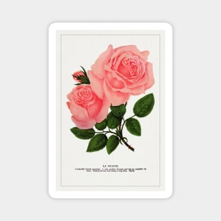 Pink rose, La France Lithograph (1900) Magnet