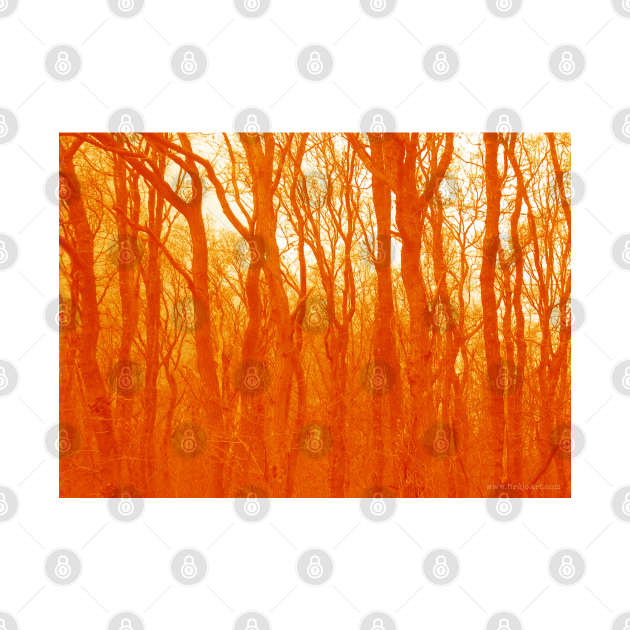 VELVET WOOD: Orange by Danny Germansen
