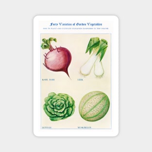 Garden Vegetable watercolor illustration (1915) Magnet