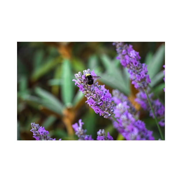 Bumblebee on lavender by blossomcophoto