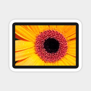 Yellow Gerbera with raindrops Magnet