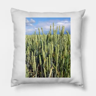 wheat Pillow