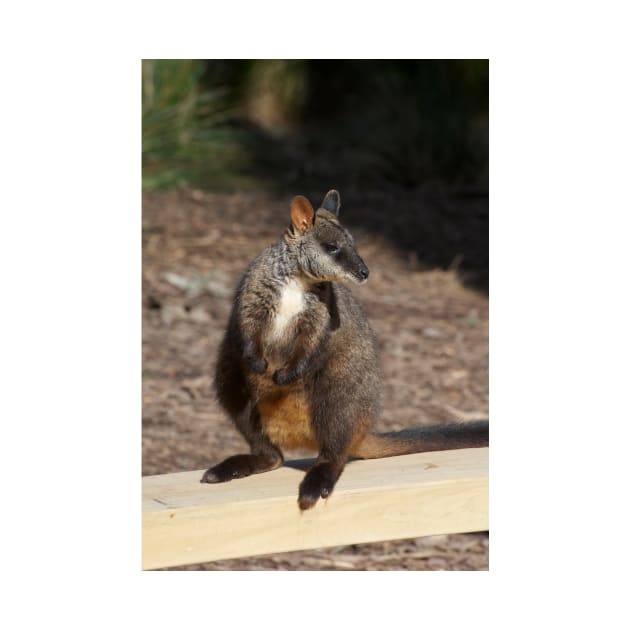 Brush Tailed Rock Wallaby by GP1746