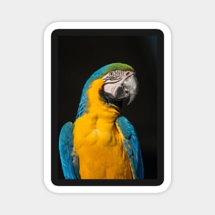 Blue And Gold Macaw Magnet