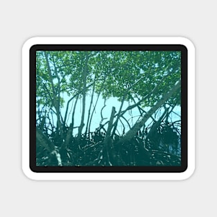 Mangrove Trees in Belize Magnet