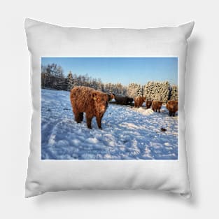 Scottish Highland Cattle Calf 1651 Pillow