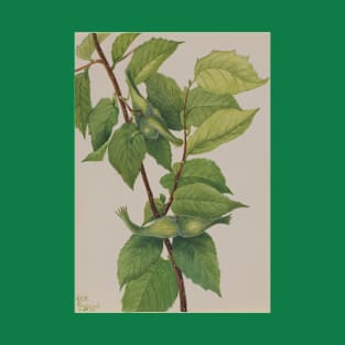 Beaked Hazelnut (Corylus rostrata) T-Shirt