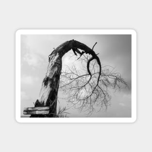 Dead bent and crooked tree in black and white Magnet