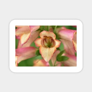 Digitalis x valinii Illumination Pink = 'Tmdgfp001' Foxglove Illumination Series Magnet