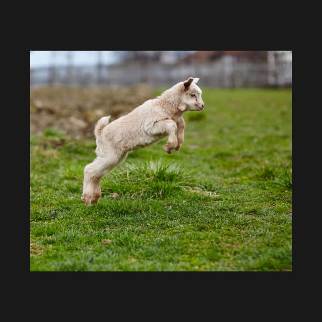 Baby goat jumping by naturalis