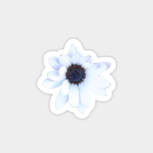 Sleepy African Daisy Flower Magnet