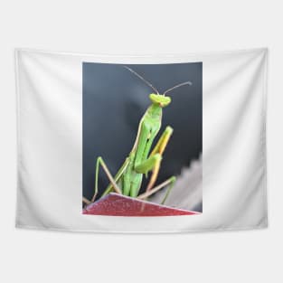 Praying Mantis Macro Photo Tapestry