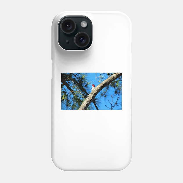 Red Headed Woodpecker Phone Case by Cynthia48