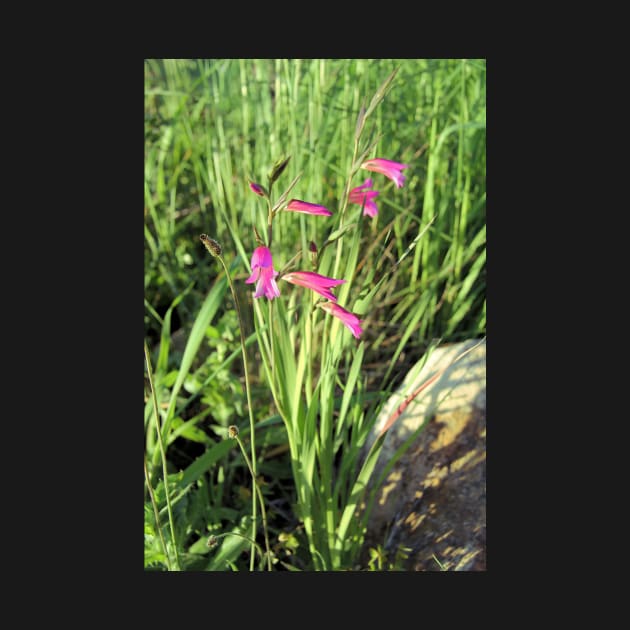 Gladiolus italicus by WesternExposure