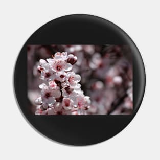 Japanese Cherry Tree (#1) Pin