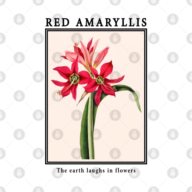 Flowers - Amaryllis Red by j.adevelyn