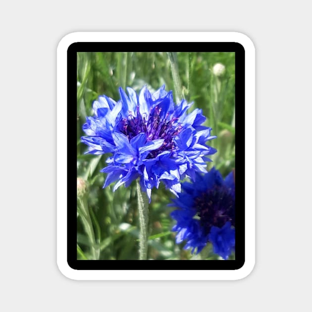 Cornflower Magnet by Celtic Morrigan