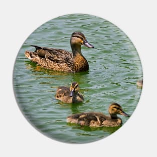Mother Mallard Duck and Her Ducklings Pin